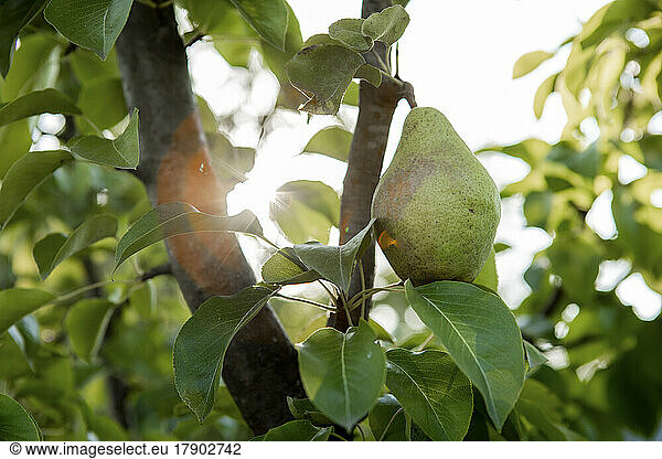 Ripe pear on branch of tree