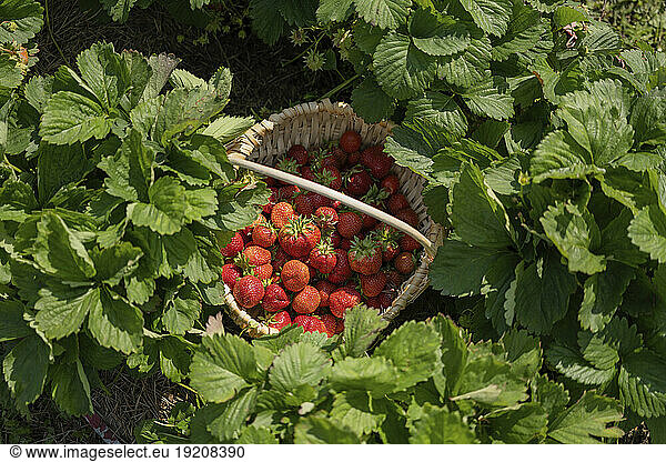 Ripe strawberries in basket amidst plants