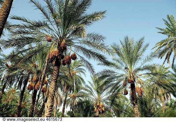 Ripen dates on palms  Ghadamis  Libya