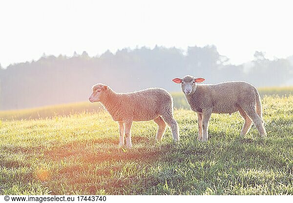 Rising sun illuminating two lambs grazing in pasture