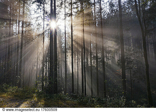 Rising sun shining through branches of forest trees