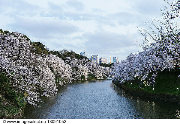 River amidst cherry blossom trees at Chidorigafuchi against sky