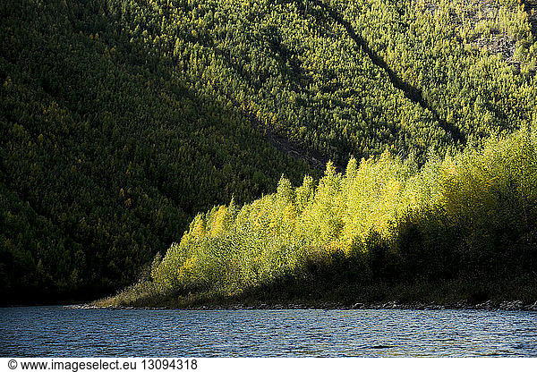 River by tree mountain at Yukon_Charley Rivers National Preserve