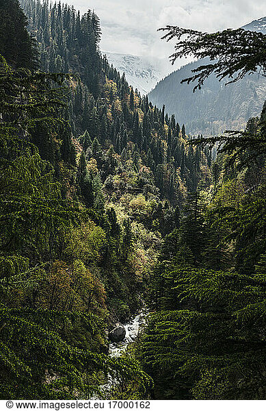 River flowing through forested valley in Himalayas
