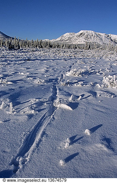 River Otter tracks in snow (jump & slide). Frost- and snow-covered landscape. Boreal forest  Yukon  Canada.