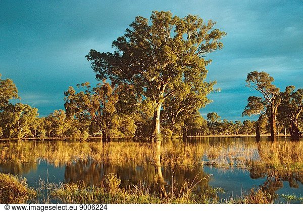 River red gum and floodplain grazing land being shallowly inundated by a late winter/spring river rise downstream of Wagga Wagga  Murrumbidgee River  New South Wales  Australia
