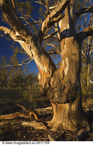 River Red Gum Baum  Hattah-Kulkyne Nationalpark  Victoria  Australien  Pazifik