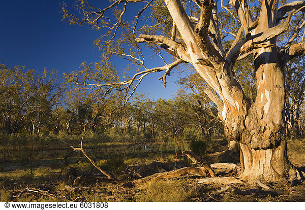 River Red Gum Baum Hattah-Kulkyne Nationalpark Victoria Australien Pazifik