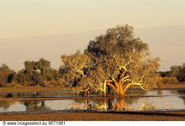 River red gum  Eucalyptus camaldulensis  at sunset  recent rains have turned the surrounding desert claypan into a temporary swamp  Gibson Desert  Western Australia