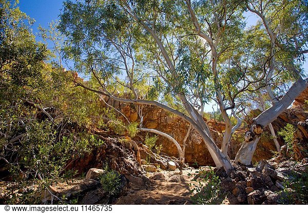 River red gum  Eucalyptus camaldulensis  in a gorge on a former pastoral station now owned by the State government and the site of many conservation projects including release of Bilbies back into the wild  managed jointly with traditional owners. Lorna Glen Station  near Wiluna  Goldfields region  Western Australia  Australia. (Photo by: Auscape/UIG)