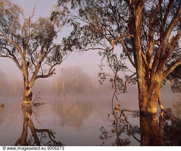 River red gums  Gooragool Lagoon  a billabong of the Murrumbidgee River  southern New South Wales  Australia