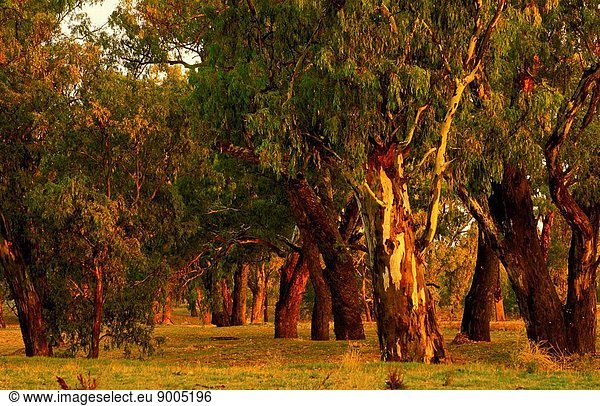 River red gums  Macquarie River at Dubbo  New South Wales  Australia
