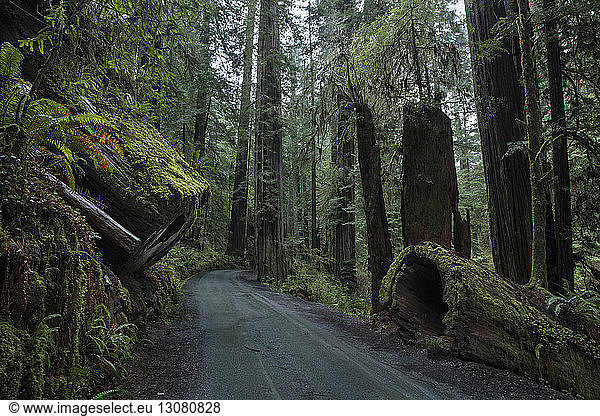 Road amidst forest at Jedediah Smith Redwoods State Park