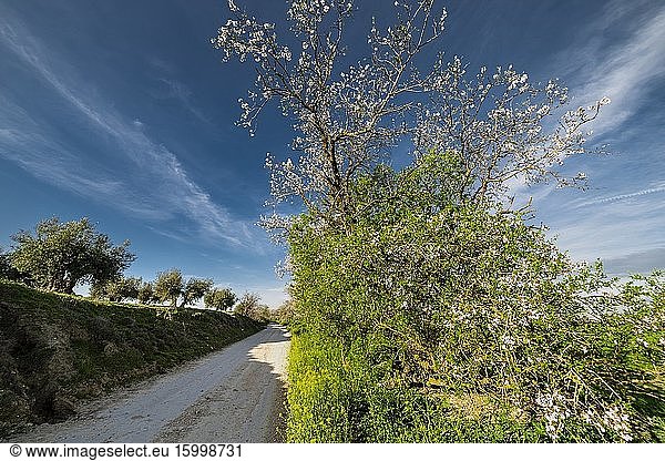 Road between almond trees and olives at spring time in Pinto. Madrid. Spain. Europe.