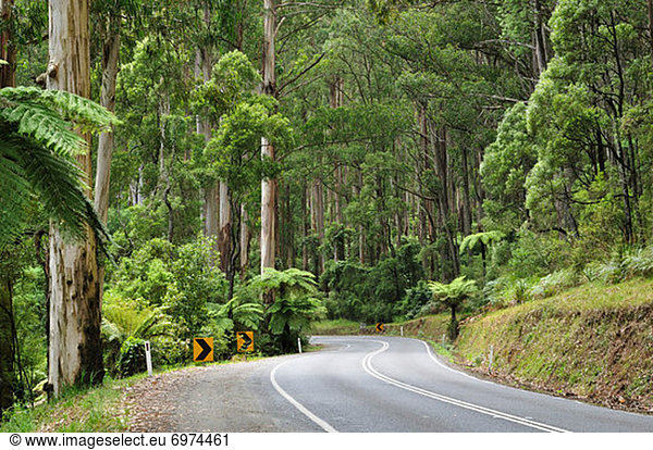 Road  Dandenong Ranges National Park  Victoria  Australia