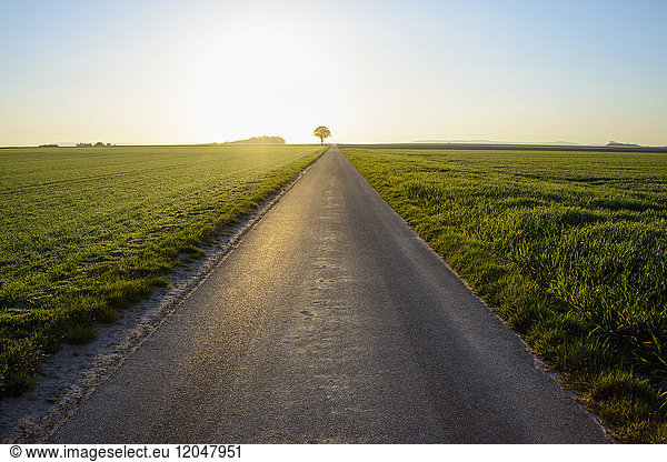 Road in Countryside with Morning Sun in Spring  Ochsenfurt  Franconia  Bavaria  Germany