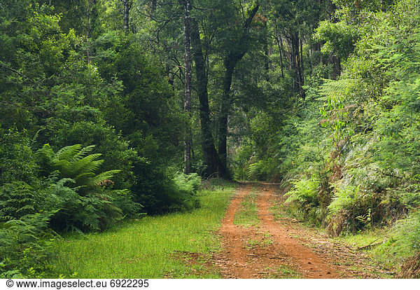 Road in Forest  Yarra Ranges National Park  Victoria  Australia