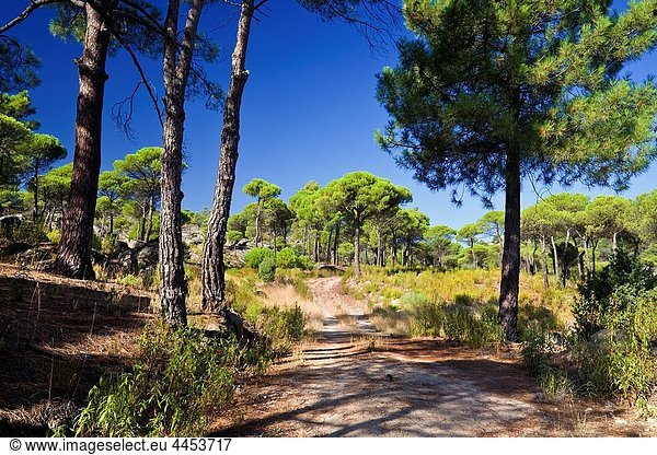 Road in the Concejo pinewood Cadalso de los Vidrios Madrid Spain