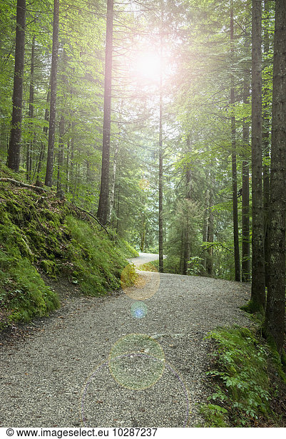 Road passing through spruce forest  Bavaria  Germany