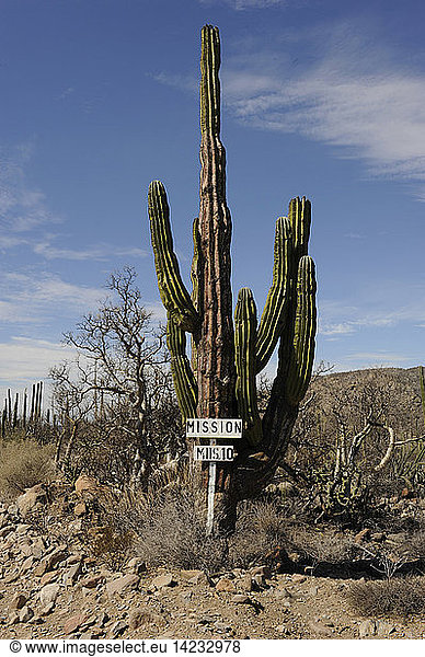 road sign on a big cactus cardon  saguaro  in the desert of baja california  mexico