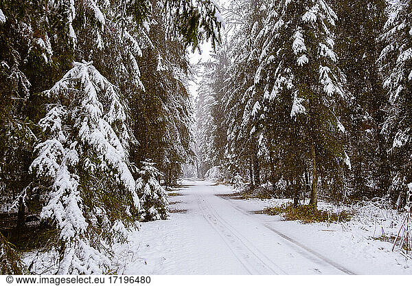 Road through moody snowy pine forest in winter  snow fall.