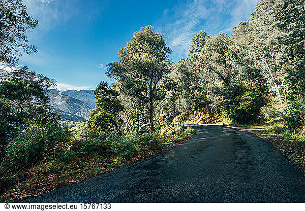 Road through sunny green trees Kosciuszko National Park Australia