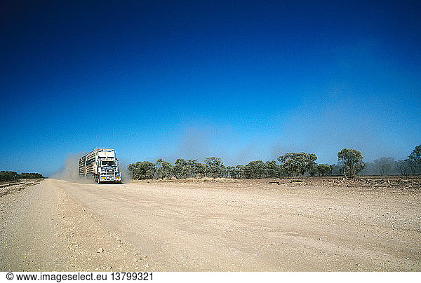 Road train  transporting cattle  up to 53 m long and weighing up to 115 t  Western Queensland  Australia