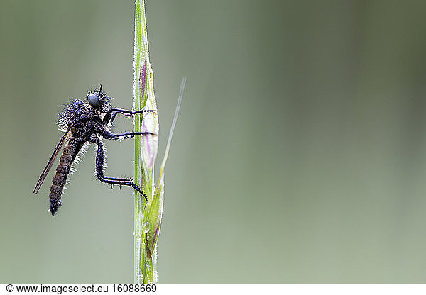 Robber fly (Asilidae sp)  Guadalix de la sierra  Madrid  Spain