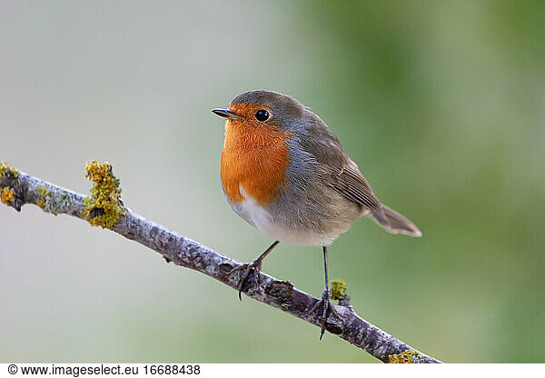 Robin bird in the forest