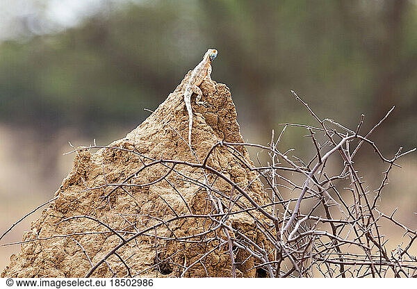 Rock Agama at Okonjima Nature Reserve  Namibia  Africa