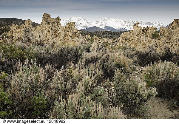 Rock formations and vegetation of Mono Lake with Sierra Nevada Mountains in the background in Eastern California  USA