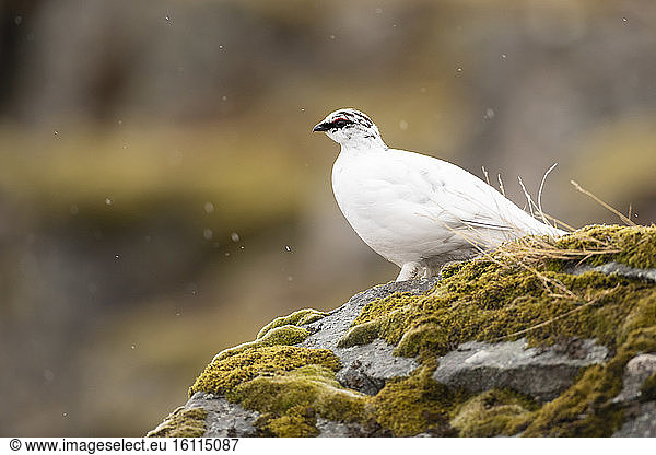 Rock Ptarmigan (Lagopus muta) looking for a companion  Iceland