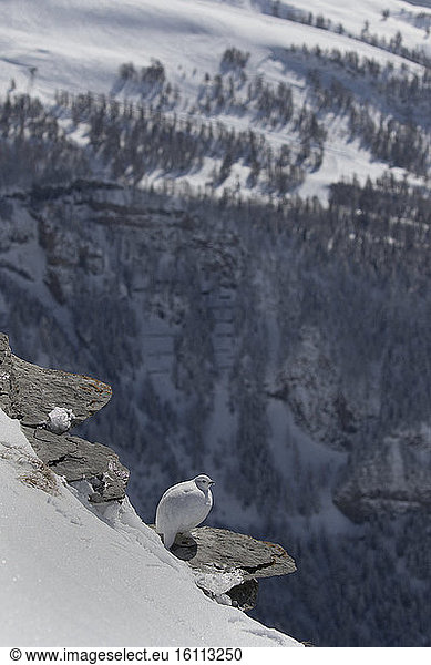 Rock Ptarmigan (Lagopus mutus) female in winter livery on rock  Valais Alps  Switzerland.