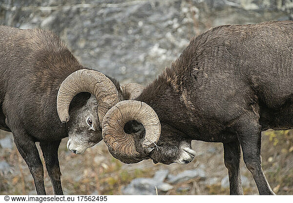 Rocky Mountain Bighorn Sheep Rams (Ovis canadensis) head-butting Jasper National Park UNESCO World Heritage Site Alberta Canadian Rockies Canada North America