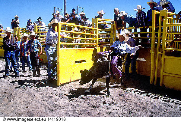 Rodeo Contestant Riding a Bull