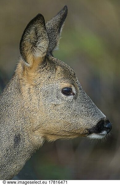 Roe Deer (Capreolus capreolus)  female  portrait