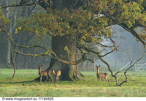 Roe deer (Capreolus capreolus) standing in a meadow at sunrise  England