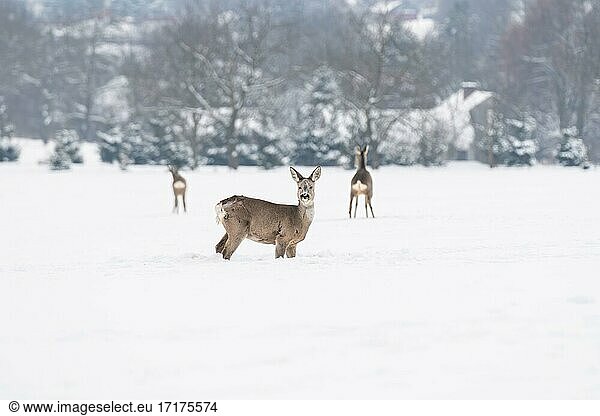 Roe deer (Capreolus) foraging near homes in winter  Podkarpackie  Poland  Europe