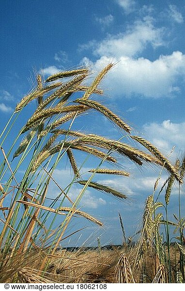 Roggen (Secale cereale)  Deutschland  Europa  Gräser (Gramineae)  Getreide  Mais  Nutzpflanzen  Sommer  Sommer  vertikal  Europa