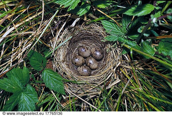 Rohrammer  Rohrammern  Singvögel  Tiere  Vögel  Ammern  Reed Bunting (Emberiza schoeniculus) Nest with five eggs