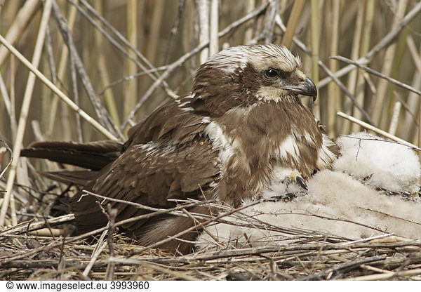 Rohrweihe (Circus aeruginosus) am Nest mit Jungen