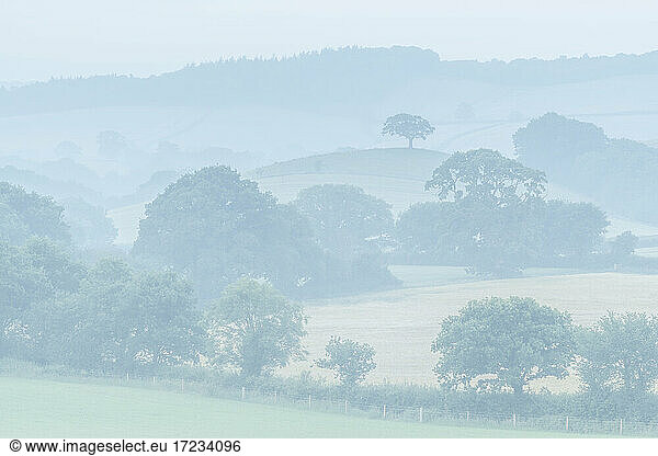 Rolling Devon countryside at dawn on a misty summer morning  Devon  England  United Kingdom  Europe