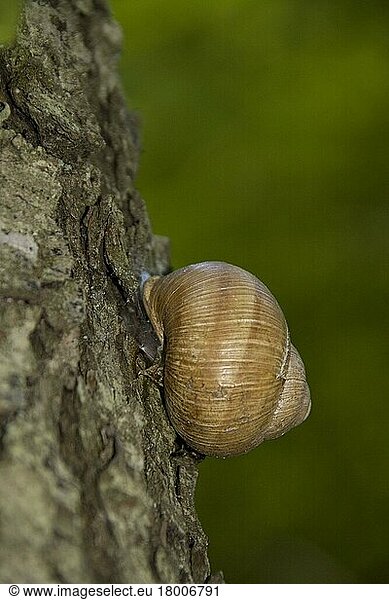 Roman snail  Roman snail  Other animals  Snails  Animals  Molluscs  A Roman snail hibernates (aestivation) on tree trunk during hot weather