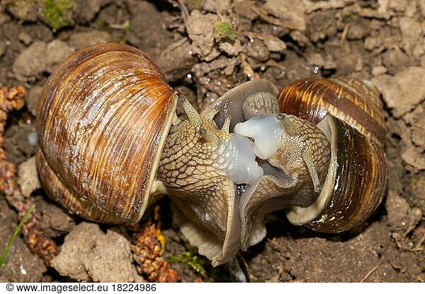 Roman snail two animals looking at each other during mating on the ground