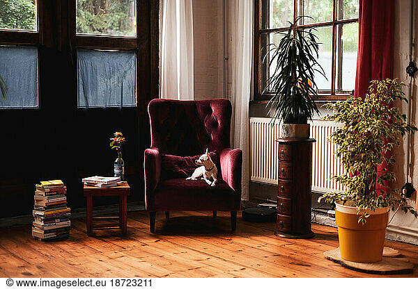 Romantic style interior of small dog on velvet armchair with plants