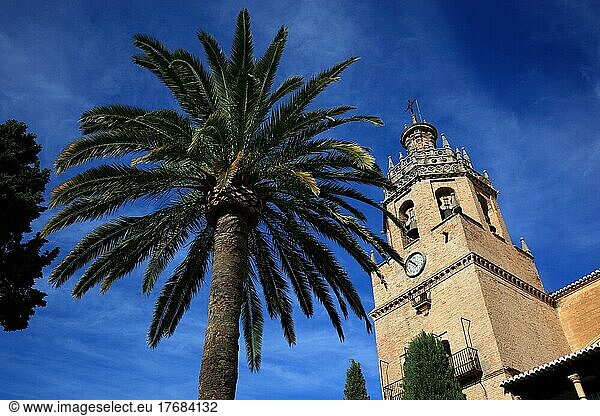 Ronda  Iglesia Santa Maria la Mayor mit einer Palme  Andalusien  Spanien  Europa