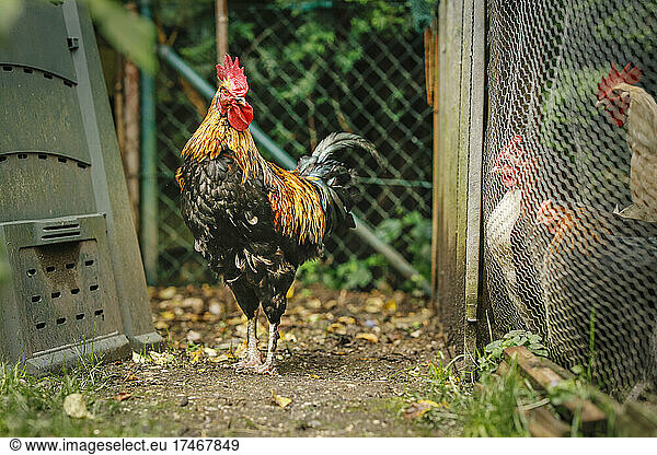 Rooster looking at hens in garden