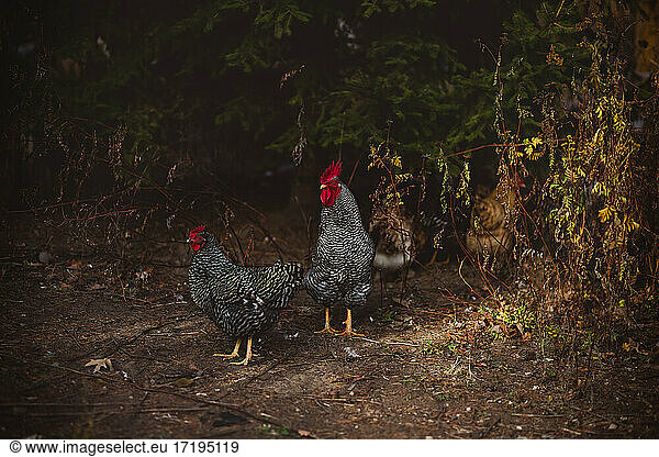 Rooster with his hens standing in trees
