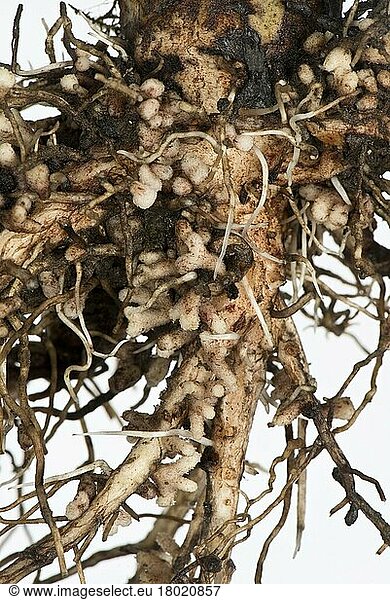 Root nodules for nitrogen fixation by Rhizobium bacteria Root nodules ...