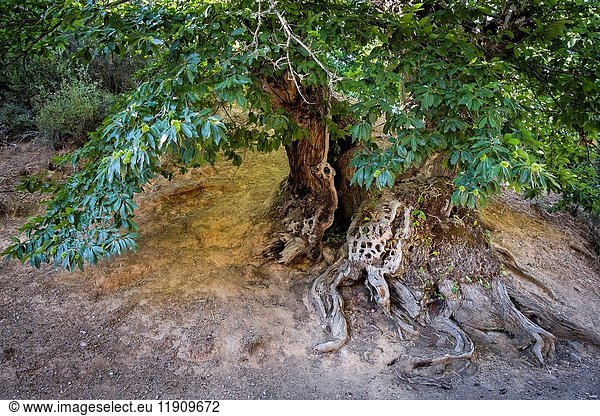 Roots and trunk of an old chestnut among the remains of the Roman mining of Las Médulas. Las Médulas Natural Monument. The Bierzo. Lion. Castilla y León. Spain.